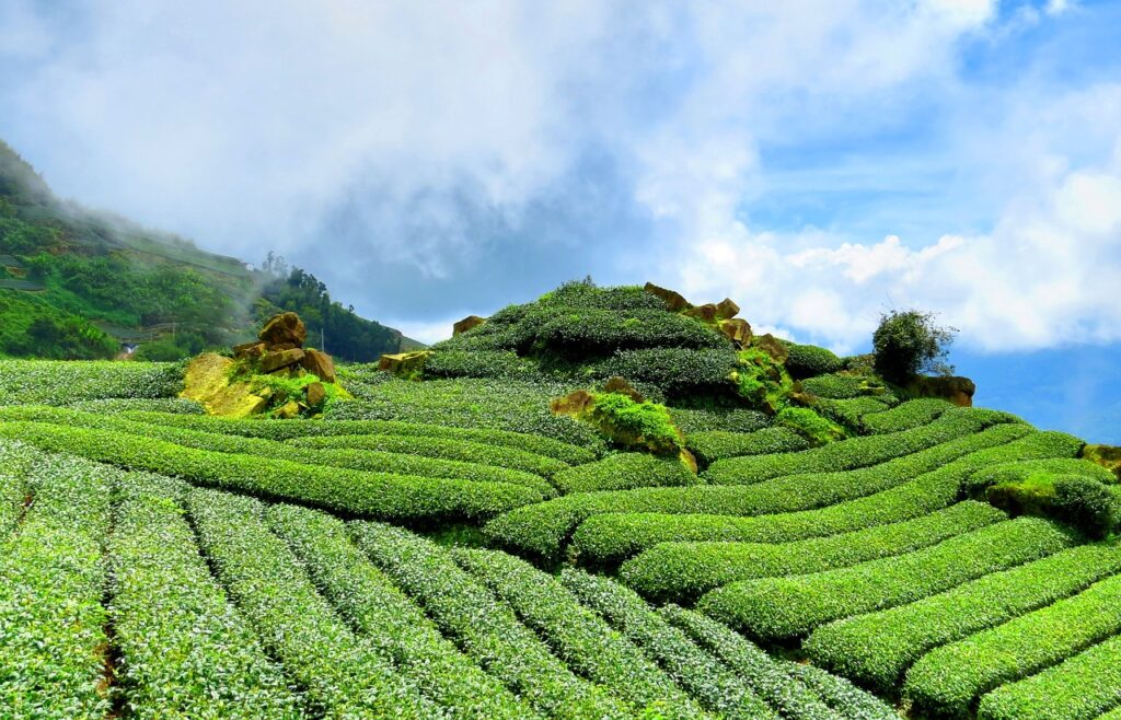 tea, hillside, sky-2282754.jpg